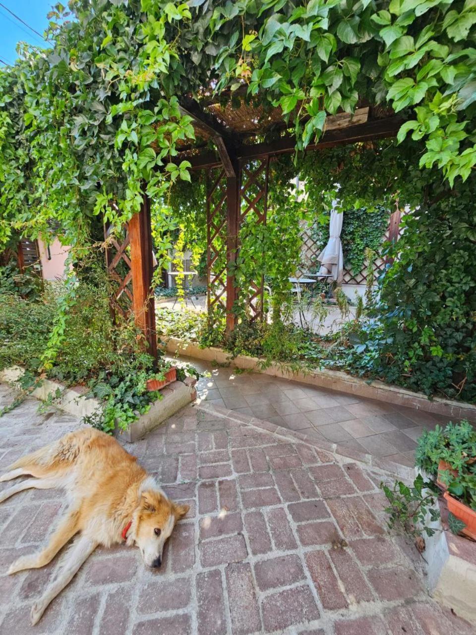 Vila Flavia B&B Constanta Luaran gambar